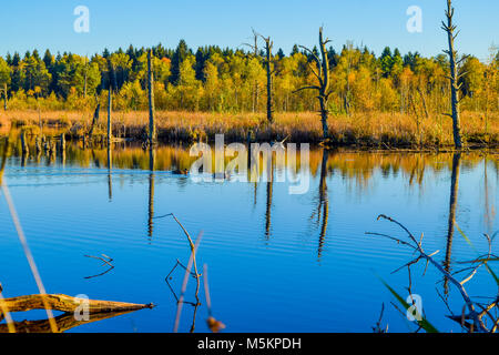 Voir par reed au-dessus d'un lac dans une réserve naturelle, ciel bleu, arbres en miroir dans l'eau, Schwenninger Moos, Allemagne Banque D'Images