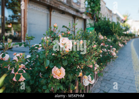 Matin ensoleillé à Göreme - rue avec fleurs et fermé boutiques et cafés de la rue vide Banque D'Images