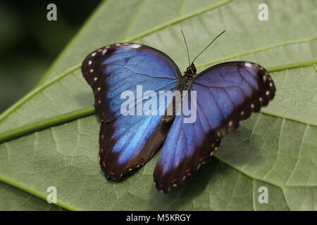 Papillon Morpho bleu Banque D'Images