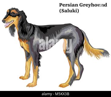 Portrait de l'article profil de chien lévrier persan (Saluki), vector illustration colorées isolé sur fond blanc Illustration de Vecteur