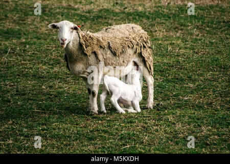 Un agneau (Ovis aries) (blanc) infirmières Dorper de sa mère dans un pâturage au Biltmore Estate à Asheville, NC, USA Banque D'Images
