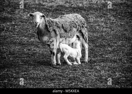 Un agneau (Ovis aries) (blanc) infirmières Dorper de sa mère dans un pâturage au Biltmore Estate à Asheville, NC, USA Banque D'Images