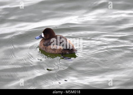 Jeune fuligule morillon nage dans l'eau de mer Banque D'Images