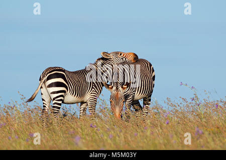 Des zèbres de montagne du cap (Equus zebra) dans les prairies, Mountain Zebra National Park, Afrique du Sud Banque D'Images