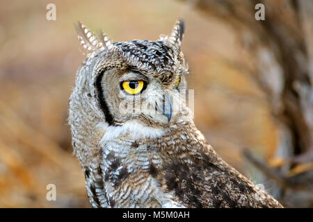 Portrait d'une raie-aigle-owl (Bubo africanus), désert du Kalahari, Afrique du Sud Banque D'Images