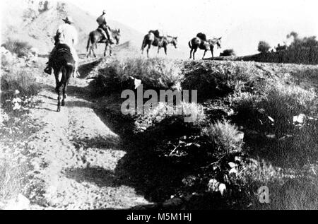 Grand Canyon Camp Ermite Scène . Mule partie sur l'horizon s'éloigner de la caméra. -Retour d'ermite camp.- 26 juillet 1919. Madden Sentier Hermit beaucoup période pionnière de l'histoire du nord de l'Arizona s'articule autour de plusieurs programmes de développement conçus pour promouvoir et capitaliser sur l'indescriptible mais magique indéniable du Grand Canyon. L'Ermite du bassin du ruisseau a été le théâtre d'une des plus agressive de ces efforts d'amélioration Banque D'Images