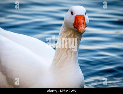 Portrait d'une couleur gris-lag goose Banque D'Images