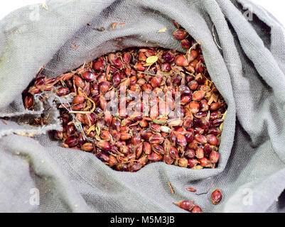 Graines de sorgho dans un sac. Graines rouges d'un balai. Le sorgho Stern. Banque D'Images