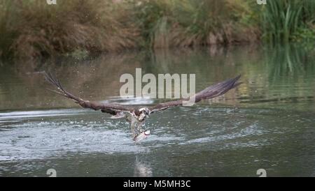 Balbuzard pêcheur (Pandion haliaetus) vol avec la Fontaine Banque D'Images