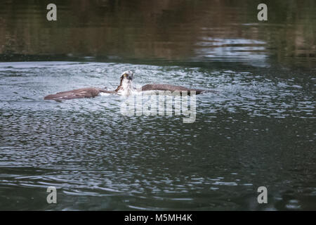 Balbuzard pêcheur (Pandion haliaetus) dans le lac à la truite Banque D'Images