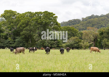 Des bovins dans une ferme dans le nord de NSW, Australie Banque D'Images