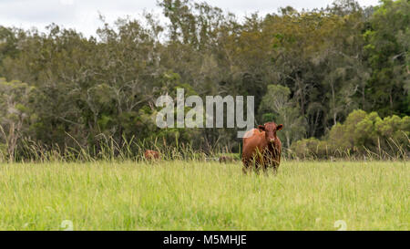 Des bovins dans une ferme dans le nord de NSW, Australie Banque D'Images