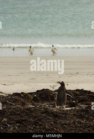 Un adulte Gentoo pingouin debout dans les algues brunes avec le dos à la caméra. L'arrière-plan montre deux autres manchots, écru et sable mer pâle. Banque D'Images