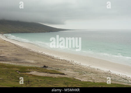 Une vue d'une grande plage avec des pingouins et vert pâle de l'eau de l'océan Atlantique. Photographié d'en haut sur l'Île Saunders dans les îles Falkland Island Banque D'Images