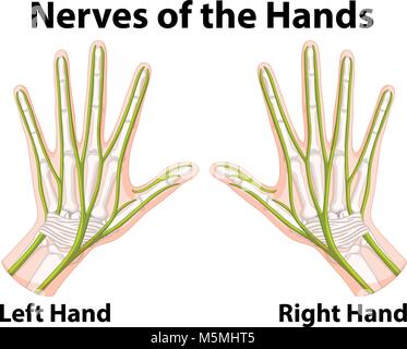 Schéma montrant les nerfs des mains illustration Illustration de Vecteur