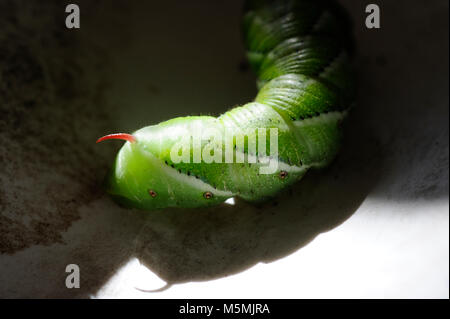 Hornworms de tabac ont des bandes blanches en diagonale et d'une "corne rouge." Ils sont le stade larvaire d'un papillon énorme appelé sphynx à cinq points. Banque D'Images