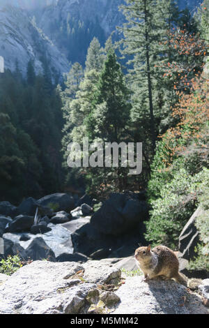 Écureuil dans Yosemite National Park Banque D'Images