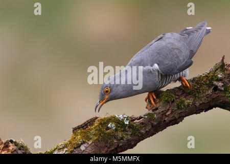 (Cuculus canorus CUCKOO) Royaume-Uni. Banque D'Images