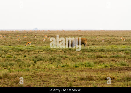 - L'antilope africaine (bubale Alcelaphus buselaphus), également connu sous le nom de gazelle de Thomson et kongoni (Eudorcas thomsonii), connu sous le nom de tommie dans Sereng Banque D'Images