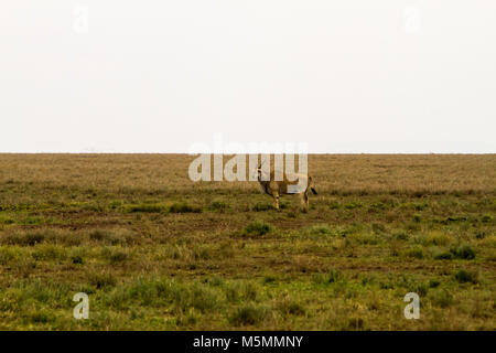 - L'antilope africaine (bubale Alcelaphus buselaphus), également connu sous le nom de gazelle de Thomson et kongoni (Eudorcas thomsonii), connu sous le nom de tommie dans Sereng Banque D'Images