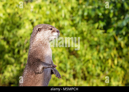 Otter cendrées oriental debout sur ses pattes arrière. C'est la plus petite espèce de loutre dans le monde et est indigène dans le sud de l'welands et S Banque D'Images