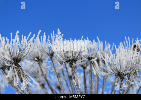 Le givre blanc d'hiver sur les fleurs sèches contre le ciel bleu Banque D'Images