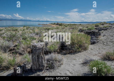 Tufas sable debout sur le lac Mono, marquant l'eau salée au cours des millénaires de récession à Lee Vining, Californie Banque D'Images