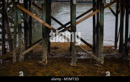 Barnicle couverts de postes à quai à marée basse sur l'après-midi brumeux Banque D'Images