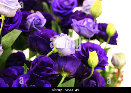 Purple roses et boutons de roses pourpres,libre en pleine floraison avec fond blanc Banque D'Images