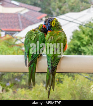 Paire de têtes pourpres Arc-en-ciel (Trichoglossus haematodus) se collent sur un jour de pluie Banque D'Images