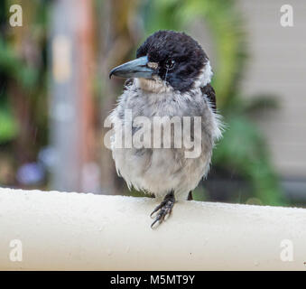Butcherbird Grey (Cracticus torquatus) avec plumage humide Banque D'Images