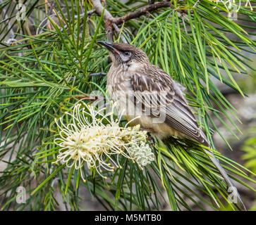 Wattlebird rouge juvénile (Anthochaera carunculata) Banque D'Images