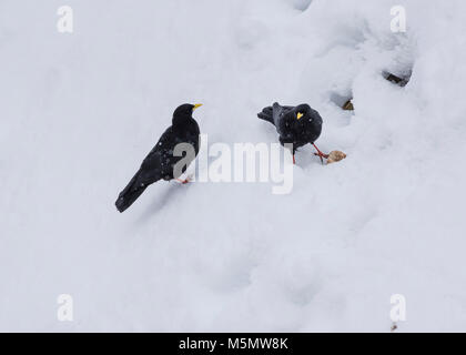 Une alpine chough (Pyrrhocorax graculus) est assis dans la neige durant l'hiver en Suisse. Banque D'Images