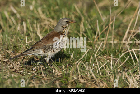 Un superbe f Fieldfare (Turdus) perché sur le terrain. Il a été à la chasse aux vers de terre pour manger dans l'herbe. Banque D'Images