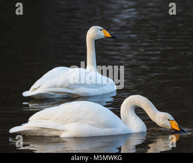 Les cygnes chanteurs dans un lac sombre d'hiver. Hamretjern lake, Fana à Bergen, Norvège Banque D'Images