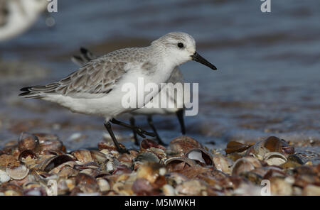 Bécasseau sanderling (Calidris alba) la recherche de nourriture le long du rivage à marée haute. Banque D'Images