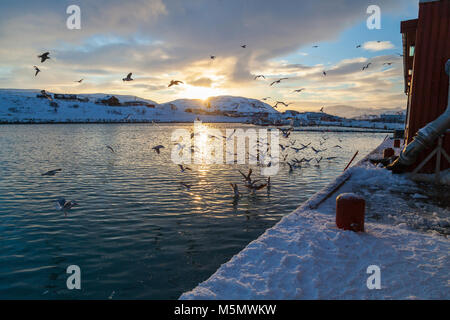 Du petit village de pêcheurs de Batsfjord, comté de Finnmark, Norvège du Nord. Banque D'Images