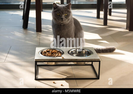 Beau chat assis en face d'un bol alimentaire Banque D'Images