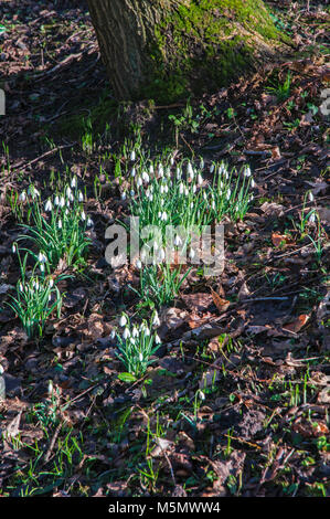 Perce-neige (Galanthus) croissant dans les bois. Banque D'Images