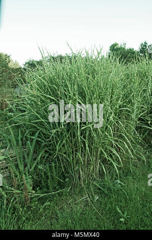 Grande touffe de Miscanthus sinensis 'Zebrinus' Zebra l'herbe. Banque D'Images