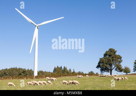 Éolienne avec un troupeau de moutons paissant dans les pâturages au-dessous à Puyrelevarde, Plateau de Millevaches, Creuse, Nouvelle-Aquitaine, France, Sustainabl Banque D'Images