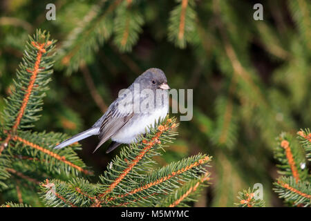 Le Junco ardoisé (Junco hyemalis) Banque D'Images