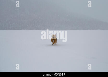Une rouge, mixed breed dog, courir sur un lac Taureau congelé dans la neige, dans la région de Sanders Comté, Montana. Banque D'Images