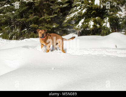 Une rouge, mixed breed dog, marcher dans la neige le long d'Otter Creek, dans le comté de Sanders, Montana. Banque D'Images