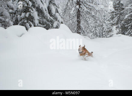 Une rouge, dog, courir jusqu'à la route à travers la neige profonde sur Eagle View, dans le Cabinet, dans Sanders Comté, Montana. Banque D'Images