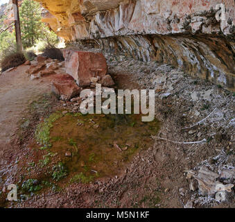 Falaise du Grand Canyon Springs (NR) . Détail de Falaise ressorts sur la rive nord du Grand Canyon National Park. Veuillez ne pas boire l'eau qu'il peut être contaminé. La Falaise Springs Trail est un 1,0 mi. / 1,6 km aller-retour, 1 heure aller-retour Environ temps de randonnée. Le sentier serpente vers le bas d'un ravin boisé et se termine lorsqu'un rocher élevé en appui sous un grand auvent. Le ressort est sur la falaise, de la bou Banque D'Images