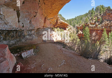 Falaise du Grand Canyon Springs (NR) . À la falaise de ressorts (à gauche) en direction du sentier. La Falaise Springs Trail est un 1,0 mi. / 1,6 km aller-retour, 1 heure aller-retour Environ temps de randonnée. Le sentier serpente vers le bas d'un ravin boisé et se termine lorsqu'un rocher élevé en appui sous un grand auvent. Le ressort est côté falaise du rocher. Le président Teddy Roosevelt campé ici. Veuillez ne pas boire e Banque D'Images