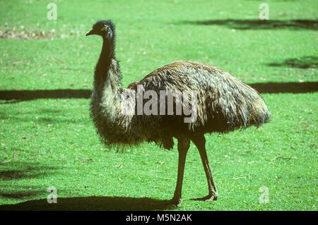 L'emu (Dromaius novaehollandiae) est le deuxième plus grand oiseau vivant en hauteur, après l'autruche. C'est endémique à l'Australie, où elle est la plus grande d'oiseaux indigènes. La gamme d'emu couvre la plupart de l'Australie continentale. Ils sont doux-plumes, brown, oiseaux aptères et peut atteindre jusqu'à 6 pi de hauteur. Ils peuvent parcourir de grandes distances et sprint jusqu'à 50 km/h (31mph). Banque D'Images