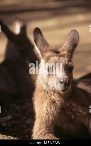 Australie - kangourous se reposant dans la lumière du soleil. Banque D'Images