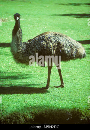 L'emu (Dromaius novaehollandiae) est le deuxième plus grand oiseau vivant en hauteur, après l'autruche. C'est endémique à l'Australie, où elle est la plus grande d'oiseaux indigènes. La gamme d'emu couvre la plupart de l'Australie continentale. Ils sont doux-plumes, brown, oiseaux aptères et peut atteindre jusqu'à 6 pi de hauteur. Ils peuvent parcourir de grandes distances et sprint jusqu'à 50 km/h (31mph). Banque D'Images